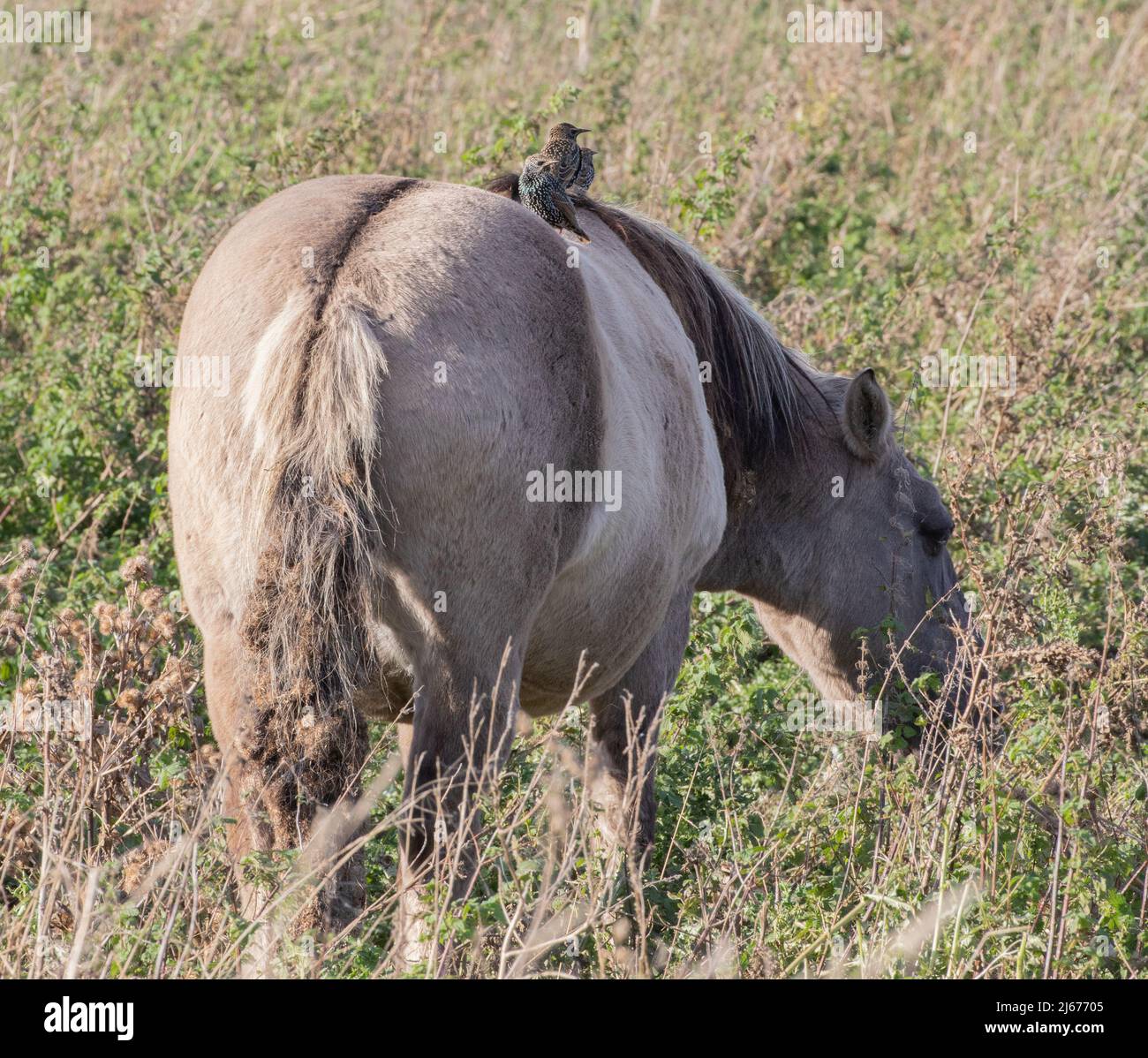 Un pony Konik, pascolo di conservazione con una famiglia di Starlings che cavalcano sul suo retro. Cambridgeshire, Regno Unito Foto Stock