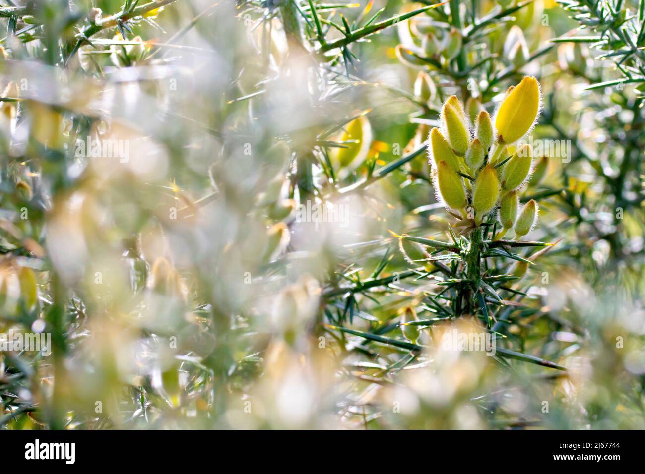 Gorse (ulex europaeus), anche noto come Furze o Whin, dietro illuminato da vicino che mostra le gemme di fiori gialle pelose e le spine affilate dell'arbusto. Foto Stock