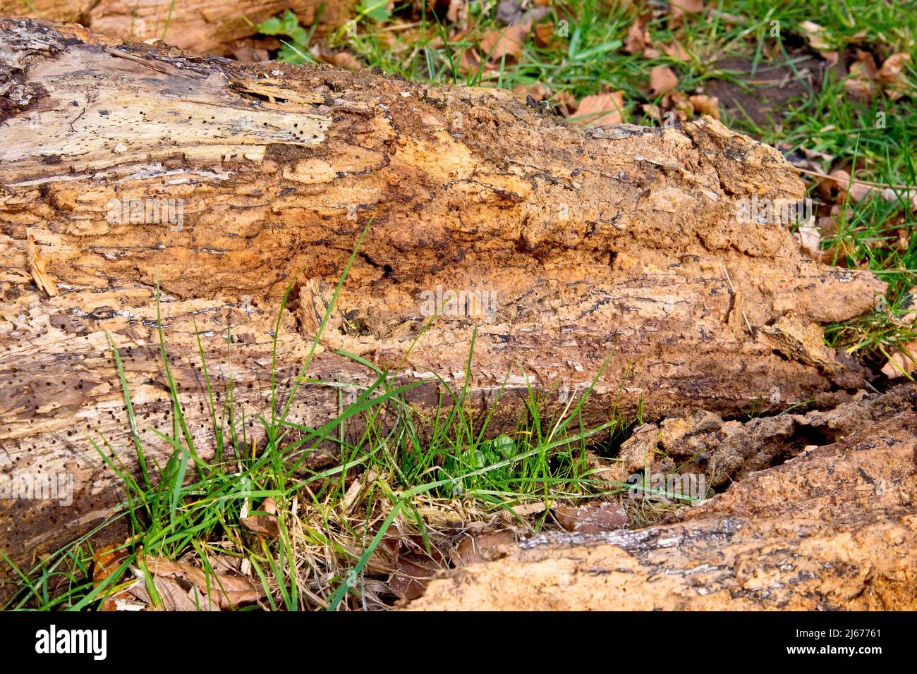 Primo piano della fine di un ceppo marciante a sinistra per decadere sull'erba al bordo di un campo. Foto Stock