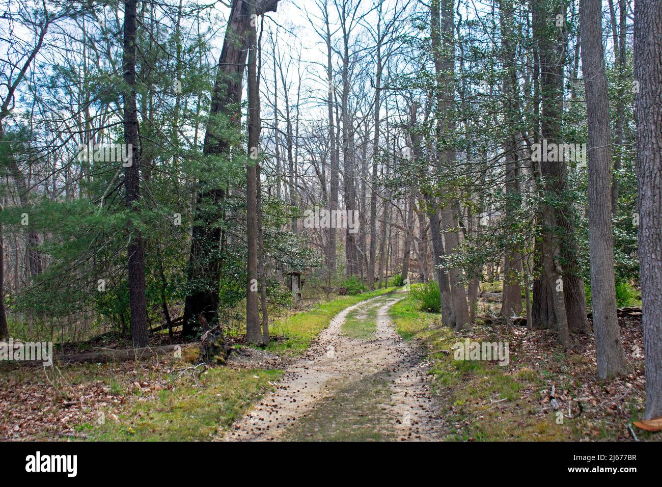 Percorso naturalistico all'Allaire state Park, New Jersey, quando la primavera inizia a prendere il -06 Foto Stock