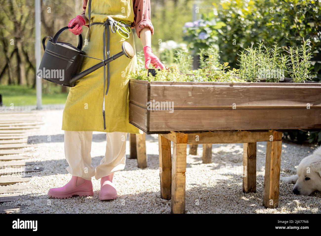 Giardiniere che si prende cura di erbe che crescono in casa orto Foto Stock