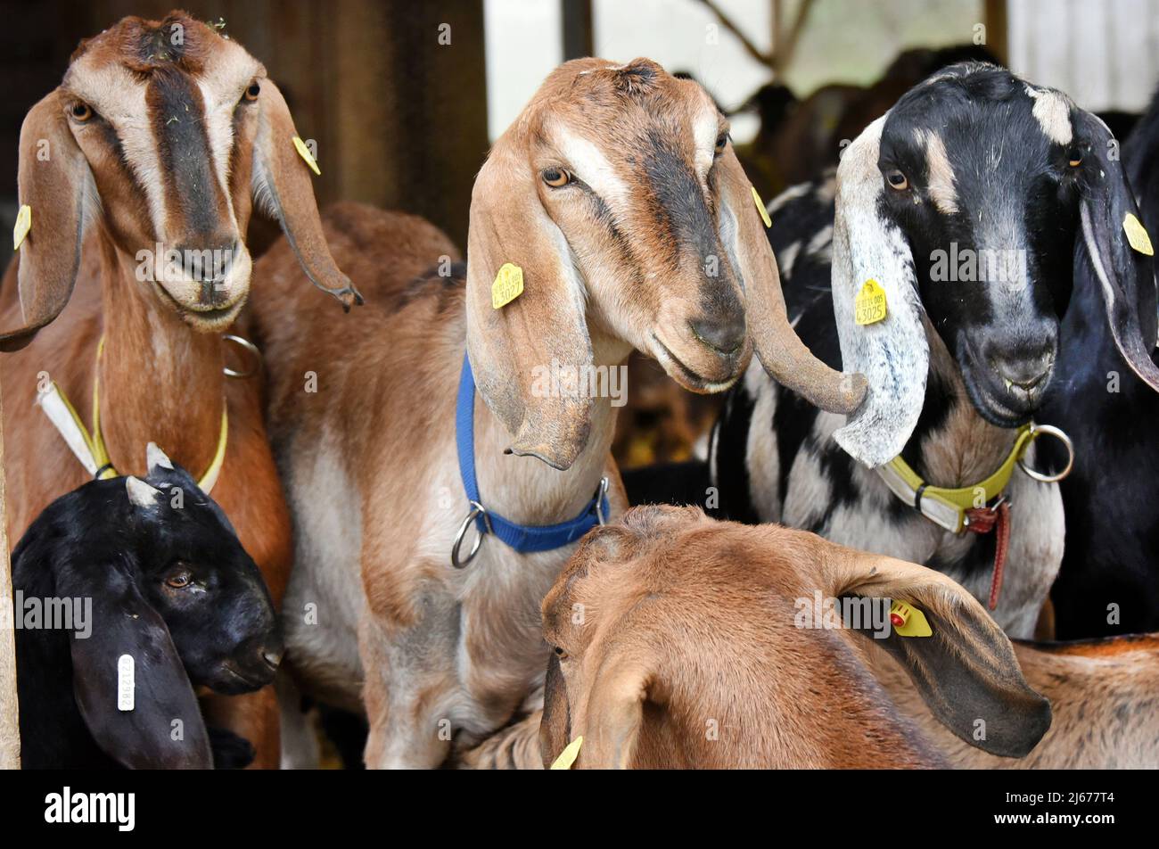 29 marzo 2022, Sassonia, Lichteneichen/ Mügeln: Nella fattoria biologica di capra 'Caprinenhof' di Sven Kloy e del suo partner, il veterinario Katja Loßner, ci sono dighe di capra da latte anglo-nubiane. Circa 90 agnelli della razza capra domestica britannica molto leggy, che sono particolarmente impressionanti con le loro orecchie lunghe del floppy, hanno visto la luce del giorno alla fattoria di capra nelle ultime settimane e stanno già cavorting con il loro gregge sulla zona esterna dell'azienda agricola in tempo buono. Otto settimane si lasciarono viziare qui, prima del passaggio al fieno e al mangime concentrato, dalle loro madri con latte. Lega Sven Foto Stock