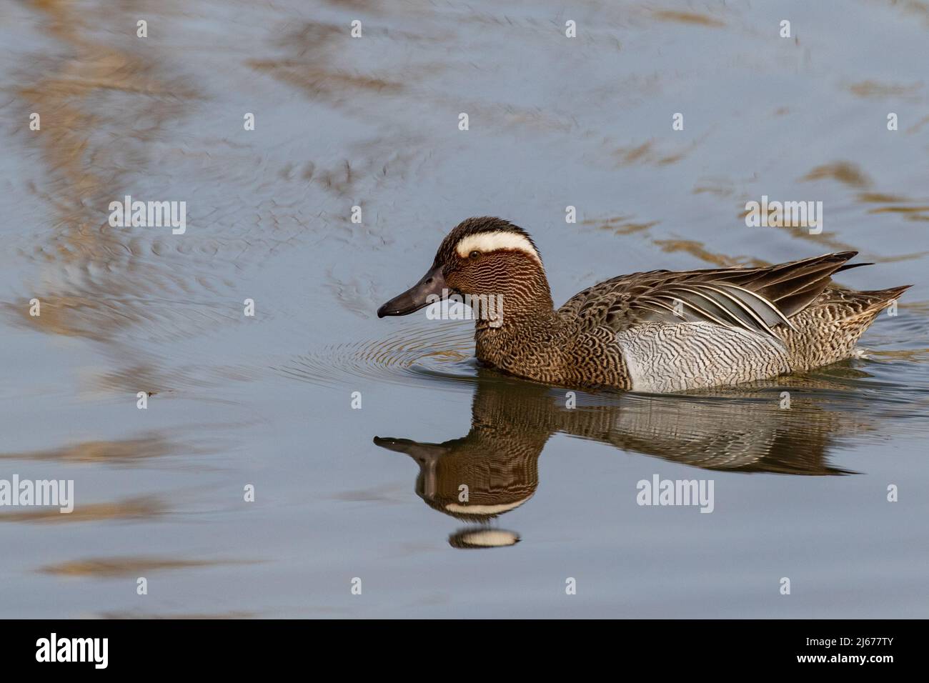 Maschio Garganey (spatola querquidula) , riserva di farmoor, Oxon, Regno Unito Foto Stock