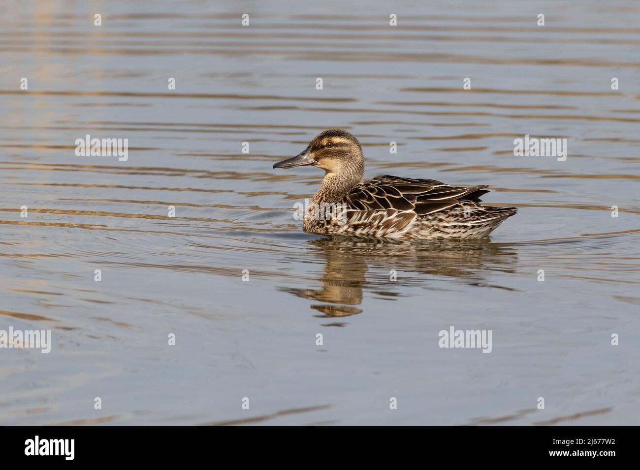 Femmina Garganey (spatola querquidula) Farmoor, Oxon, Regno Unito Foto Stock