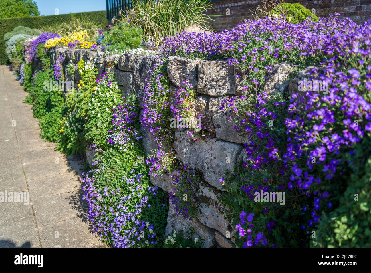 Aubrieta 'Lavender Gem', Purple Gem Rockcress Foto Stock