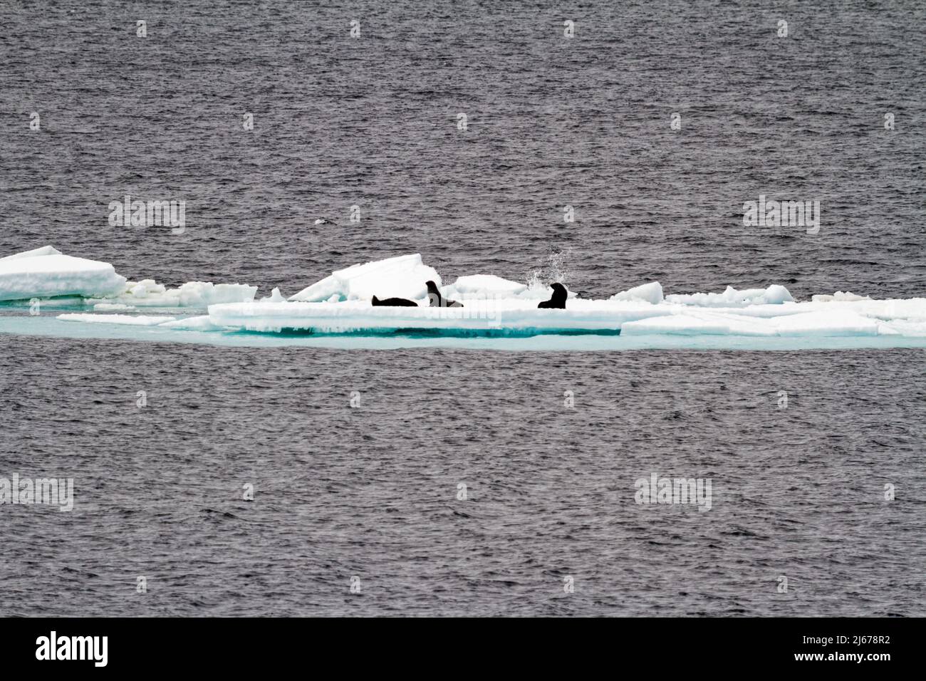 Antartide - foche antartiche - Crabbeater Seals Group su un Iceberg Foto Stock