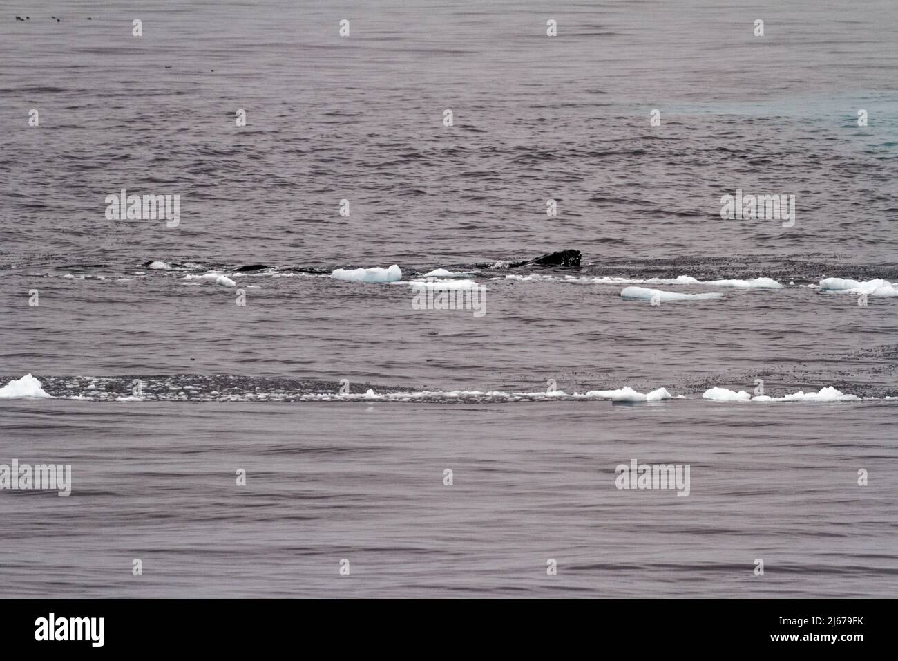 Antartide Penisola Antartica Arcipelago di Palmer canale di