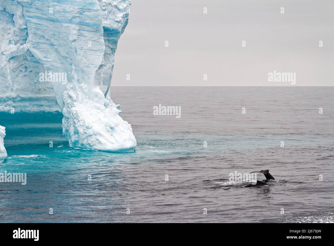 Antartide - Penisola Antartica - Arcipelago di Palmer - canale di Neumayer - riscaldamento globale - Balena di fronte al Tabular Iceberg nello stretto di Bransfield Foto Stock