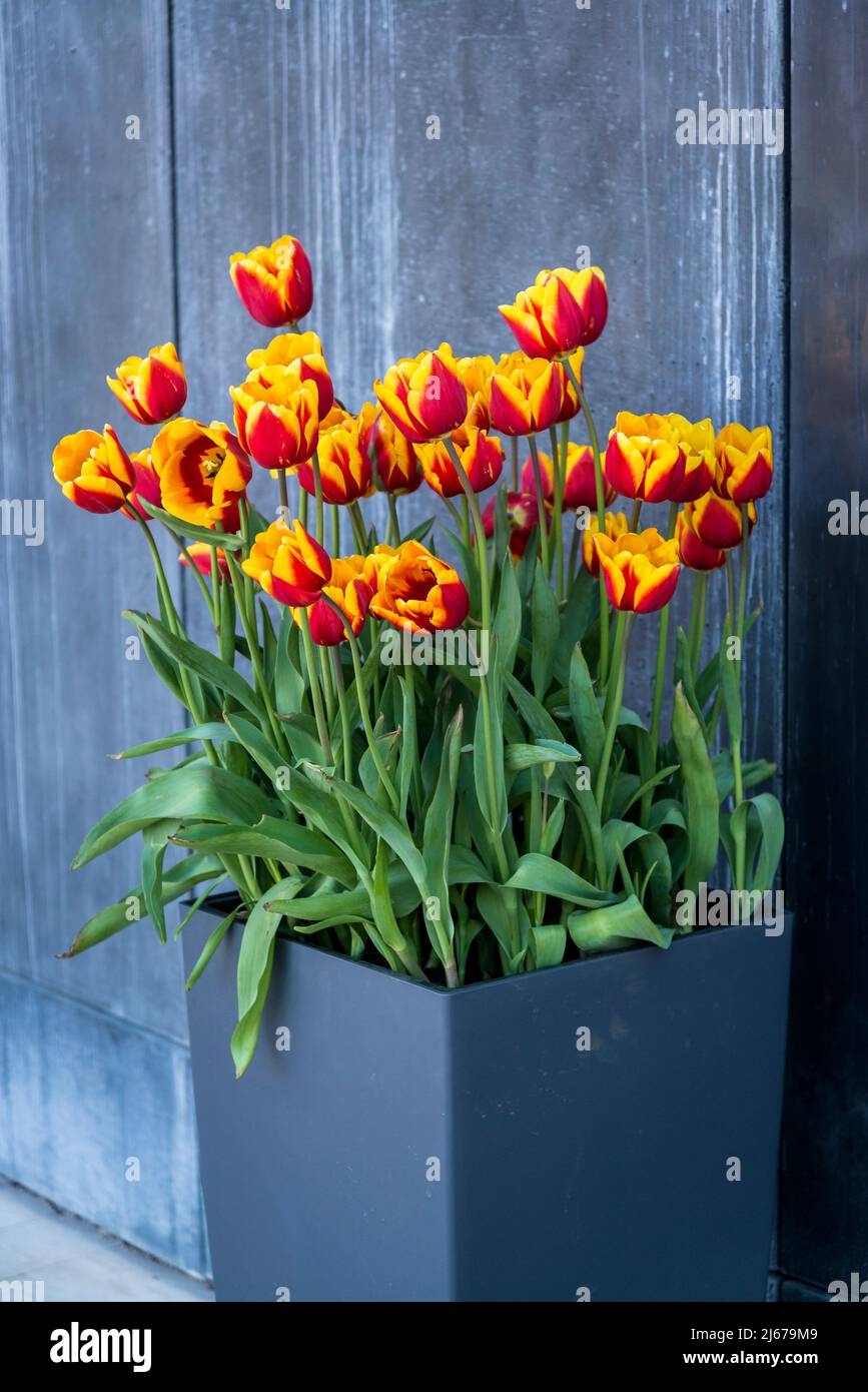 Tulip 'Request' Foto Stock