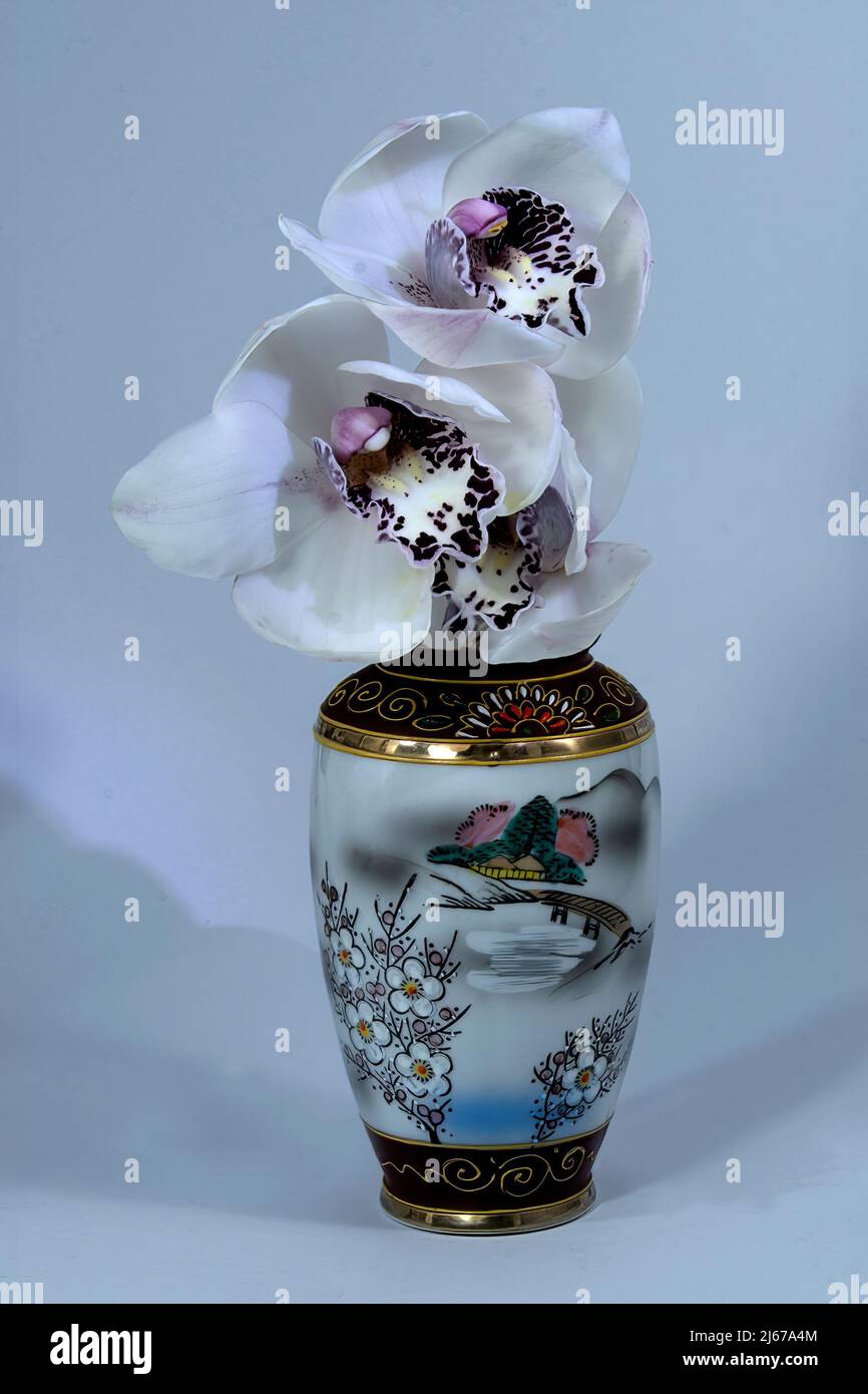 Closeup White Cymbidium Orchidee (Boat Orchidee); in un tema asiatico decorativo vaso in ceramica. Fiori freschi in primo piano isolato su uno sfondo di colore bianco Foto Stock