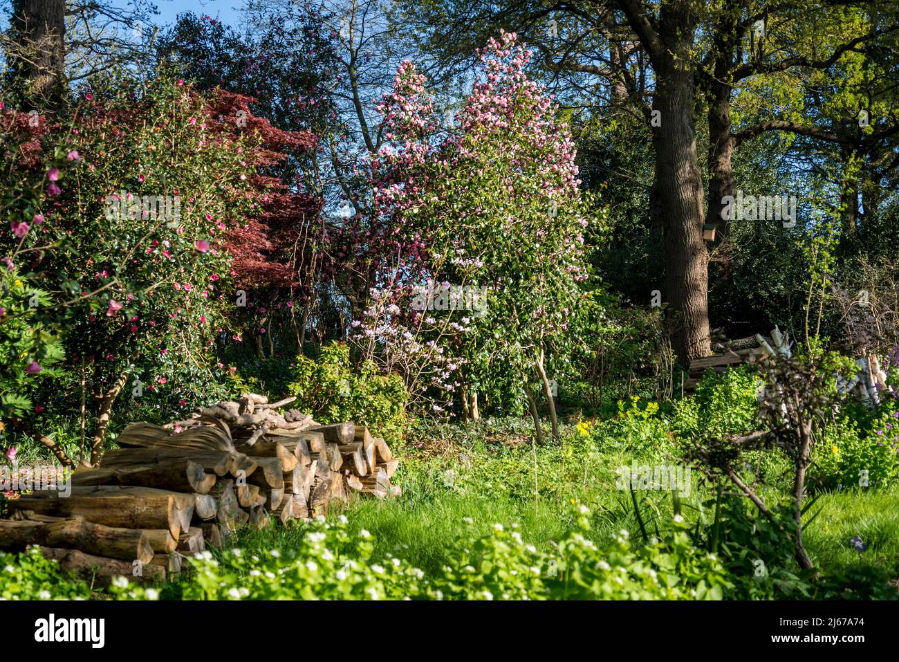 Pittoresco giardino faunistico a Wisley Garden, Surrey, Inghilterra, Regno Unito Foto Stock