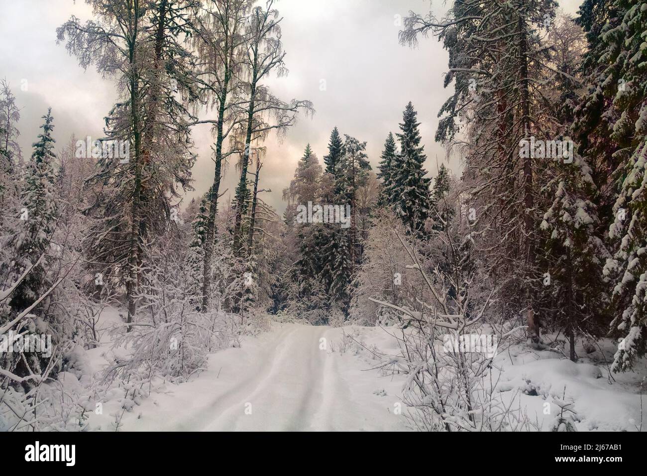 Escursione invernale. Strada forestale innevata, neve dentro. Foresta settentrionale di subvitello innevata, precipitazioni solide. Gli alberi si piegano sotto il peso delle calotte di neve Foto Stock