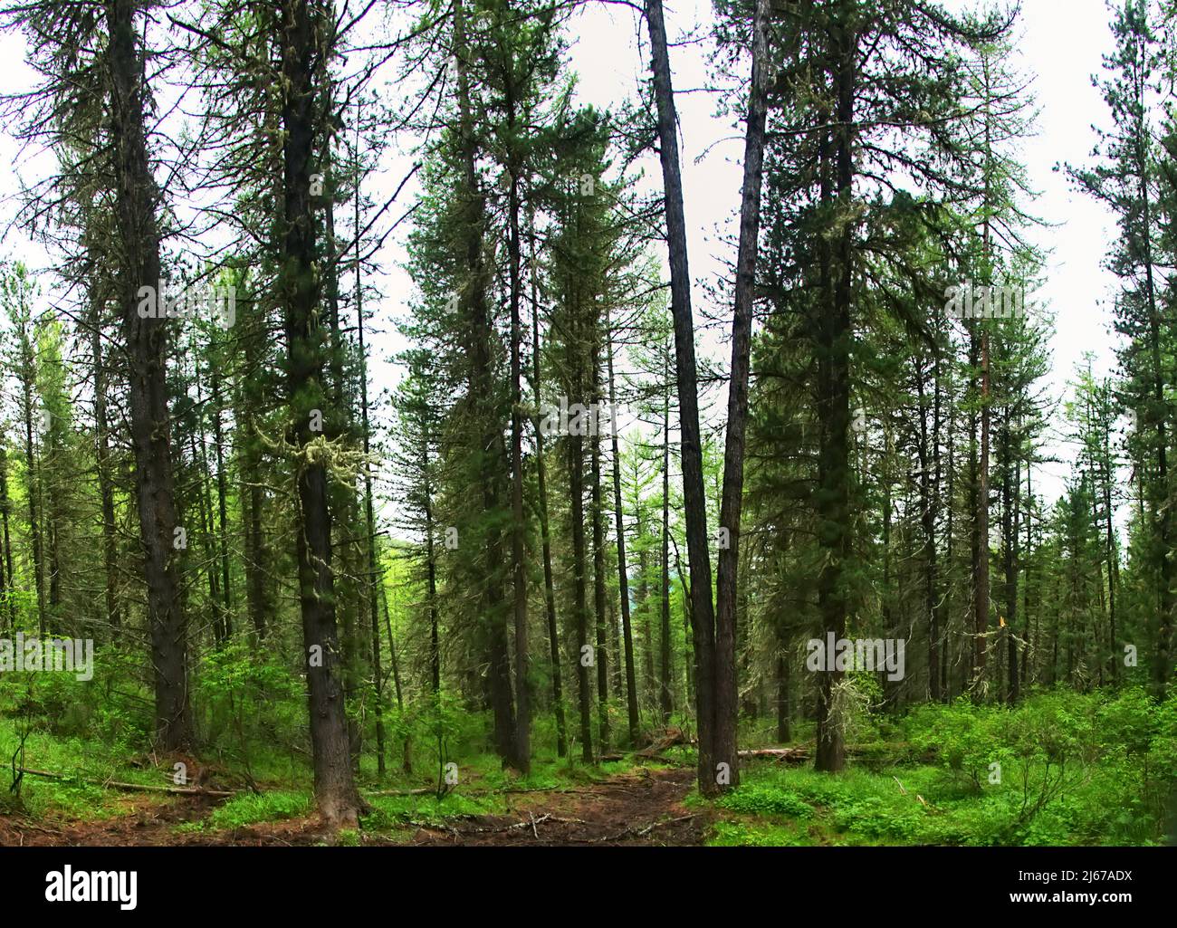 Foreste di conifere nei Monti Altai con larice dahuriano (Larix dahurica) Foto Stock