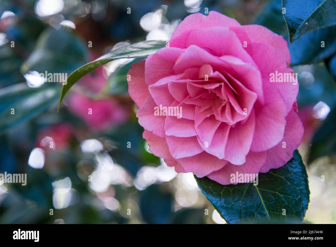 Camellia x williamsii 'Joe Nuccio' Foto Stock