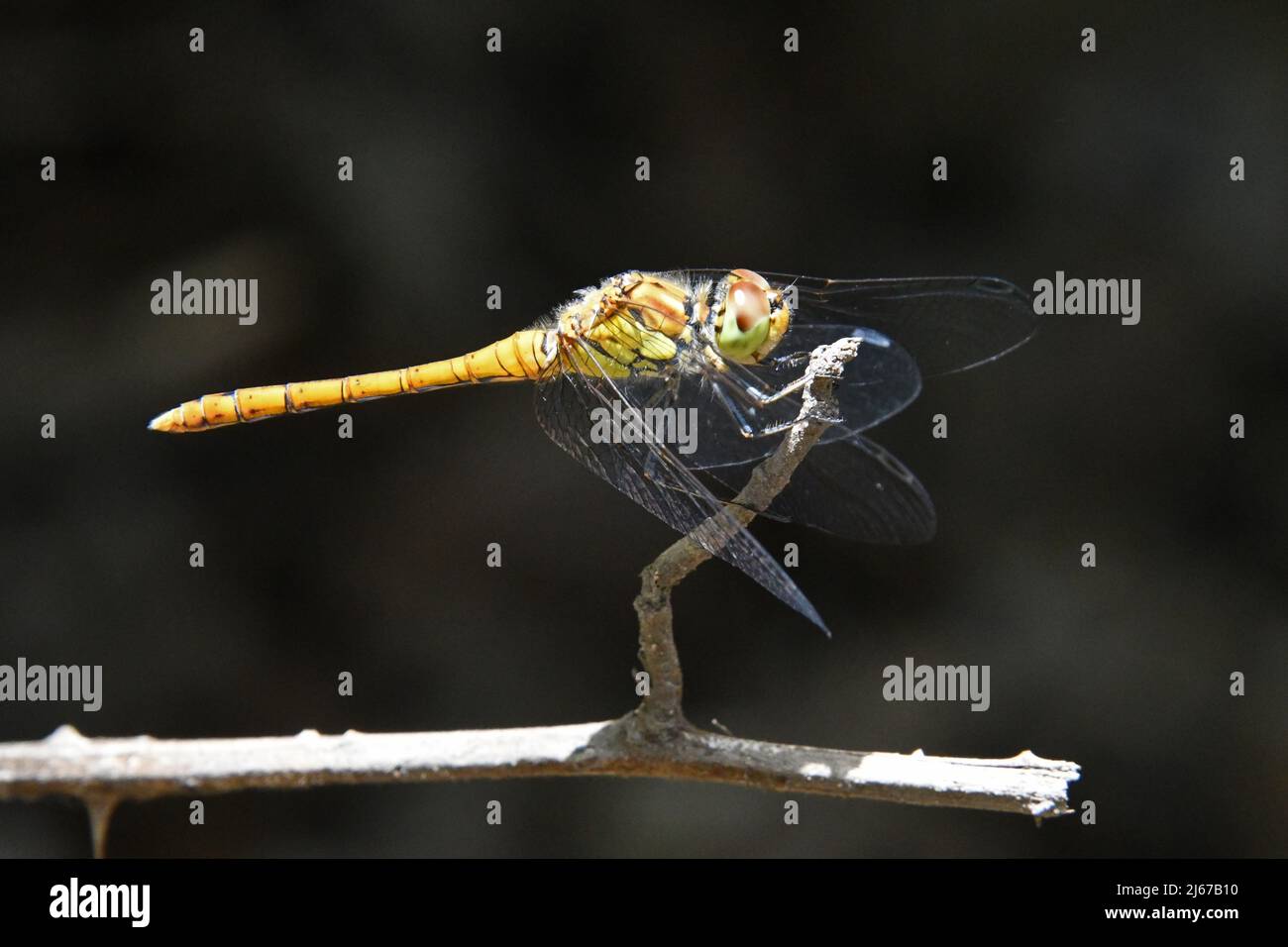 Darter ruddy, Sympetrum sanguineum Foto Stock