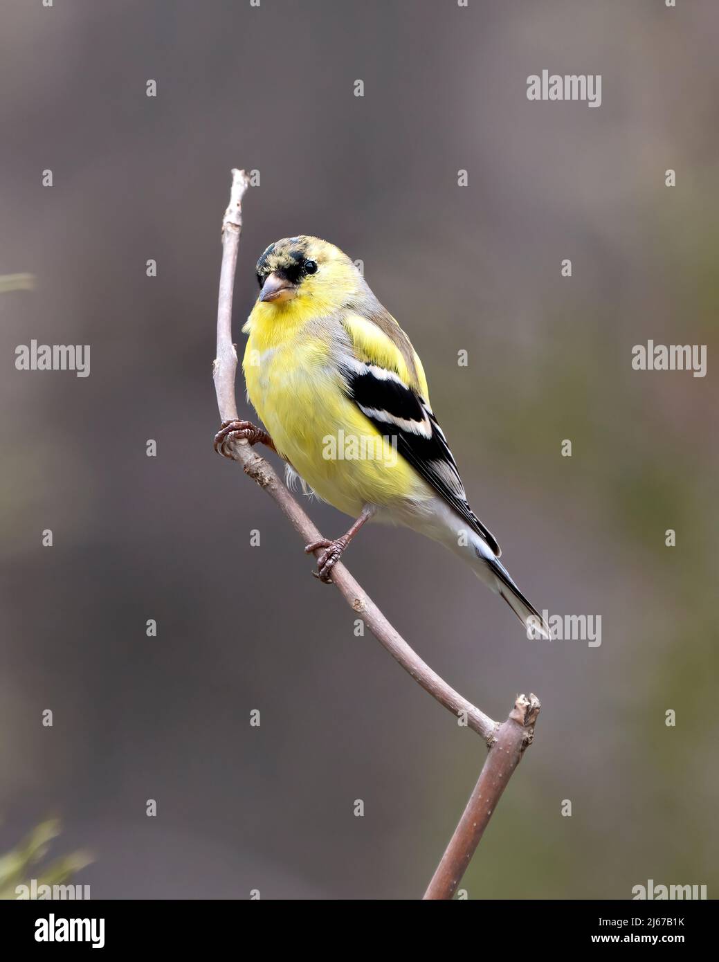 Vista ravvicinata del profilo di Finch, appollaiata su un ramo con uno sfondo sfocato nel suo ambiente e habitat circostante che mostra il colore giallo. Foto Stock
