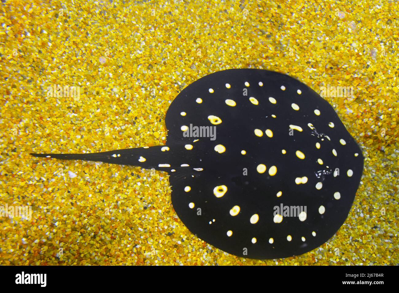 Stingray a pois, Potamotrygon leopoldi Foto Stock