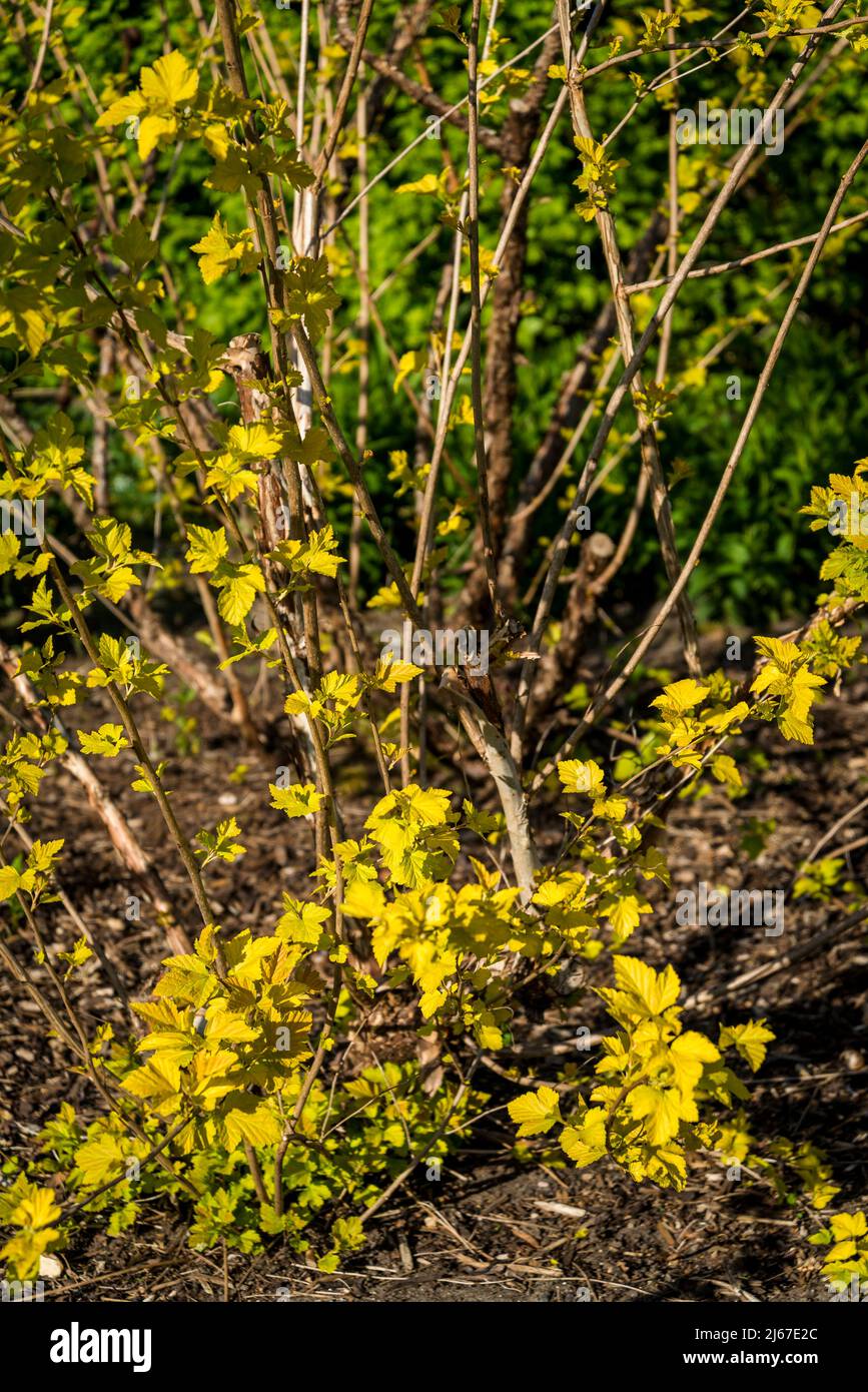 Physocarpus opulifolius 'Dart's Gold', arbusto 'Dart's Gold' ninebark Foto Stock