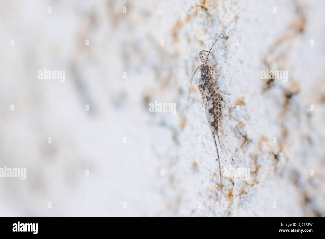 Insetto primitivo dell'ordine Archaeognatha e della famiglia Machilidae, su un muro. Foto Stock