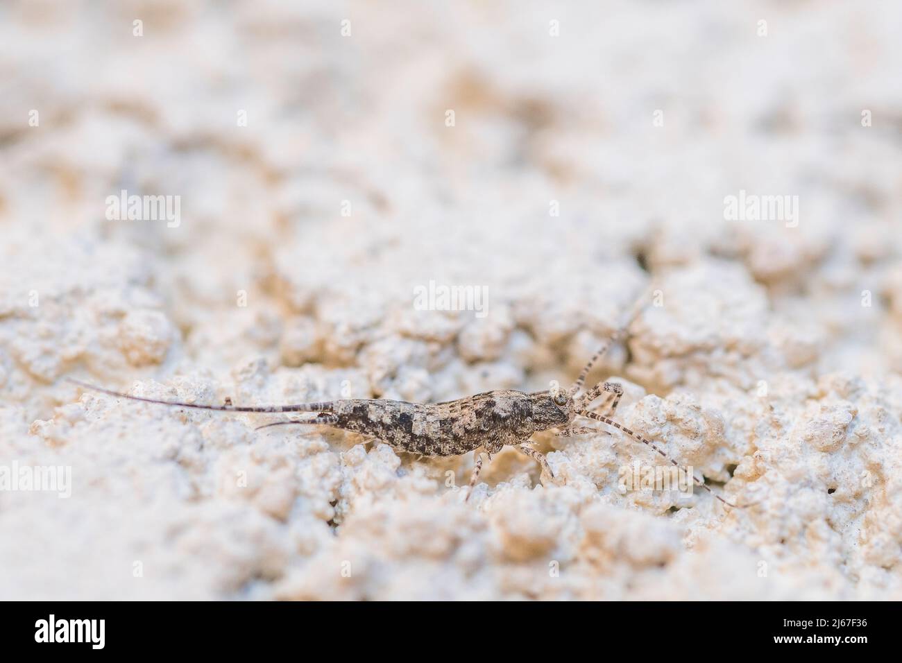 Insetto primitivo dell'ordine Archaeognatha e della famiglia Machilidae, su un muro. Foto Stock