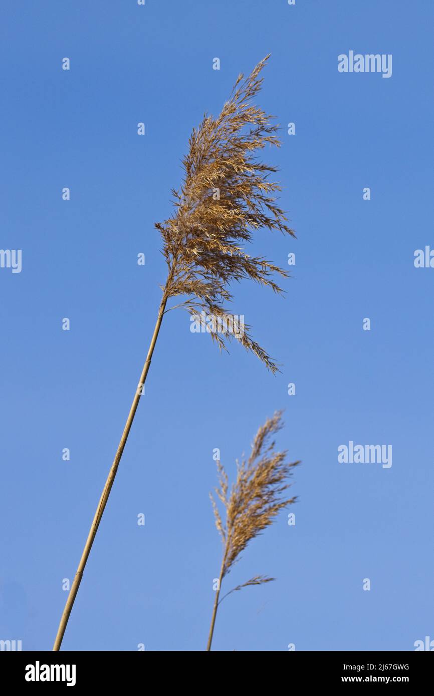Steli di alghe gialle posti contro un cielo blu brillante nel nord Idaho. Foto Stock