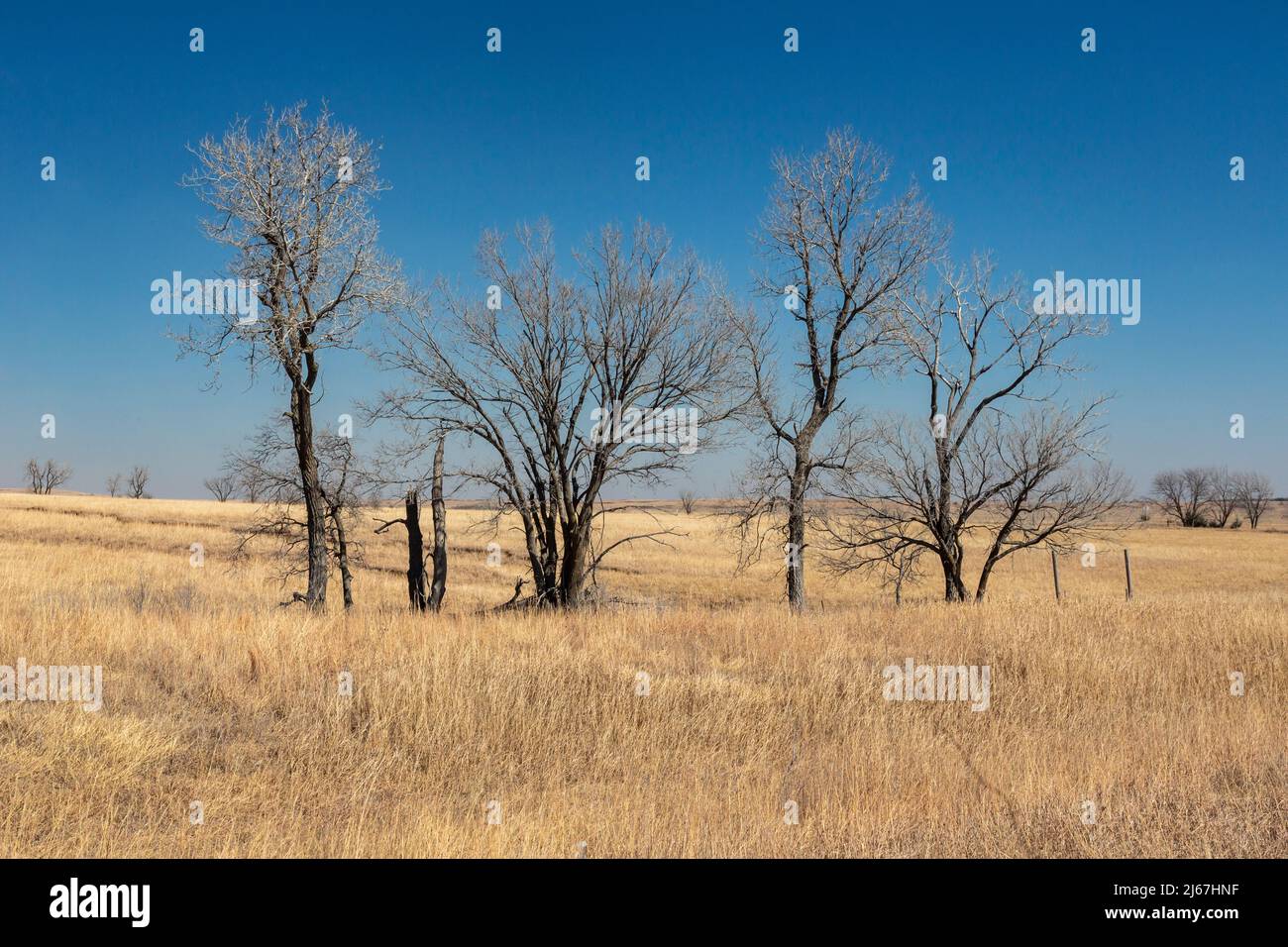 Dexter, Kansas - un paesaggio invernale nel sud del Kansas. Foto Stock