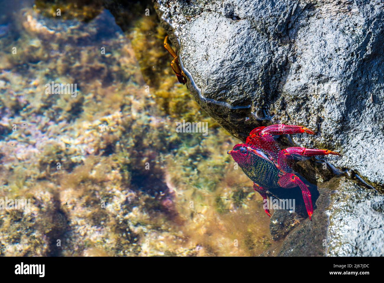 Granchio Atlantico orientale Sally Lightfoot o granchio rosso di roccia (Grapsus adscensionis), una specie che vive nell'Atlantico orientale su rocce costiere. Foto Stock