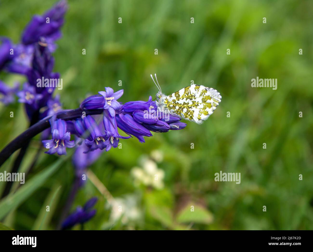 Punta arancione femminile Anthocaris cardamines farfalla crogiolando al sole su bluebells al sole nella primavera inglese Foto Stock