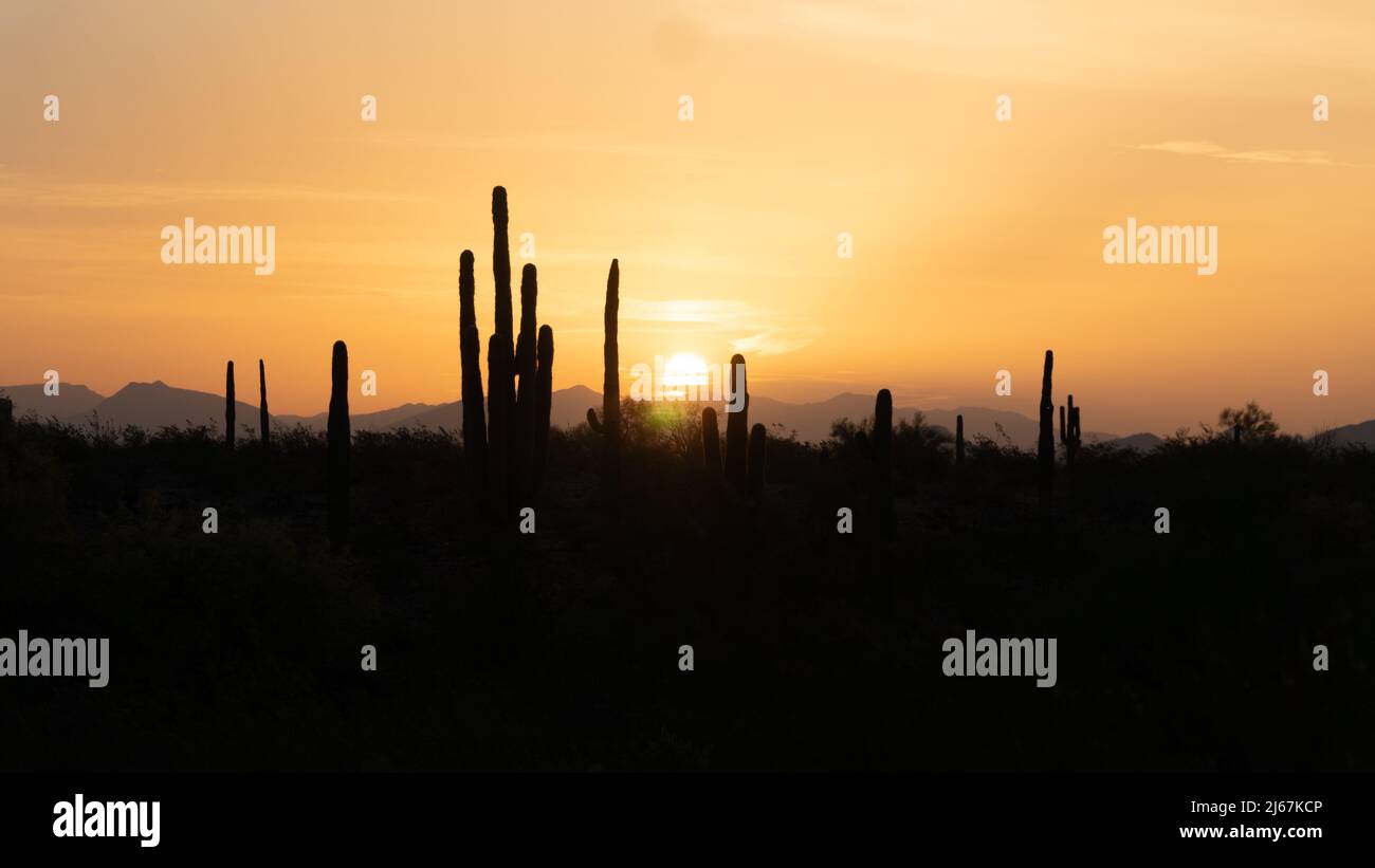 Profilo Sunrise del deserto di Phoenix Foto Stock