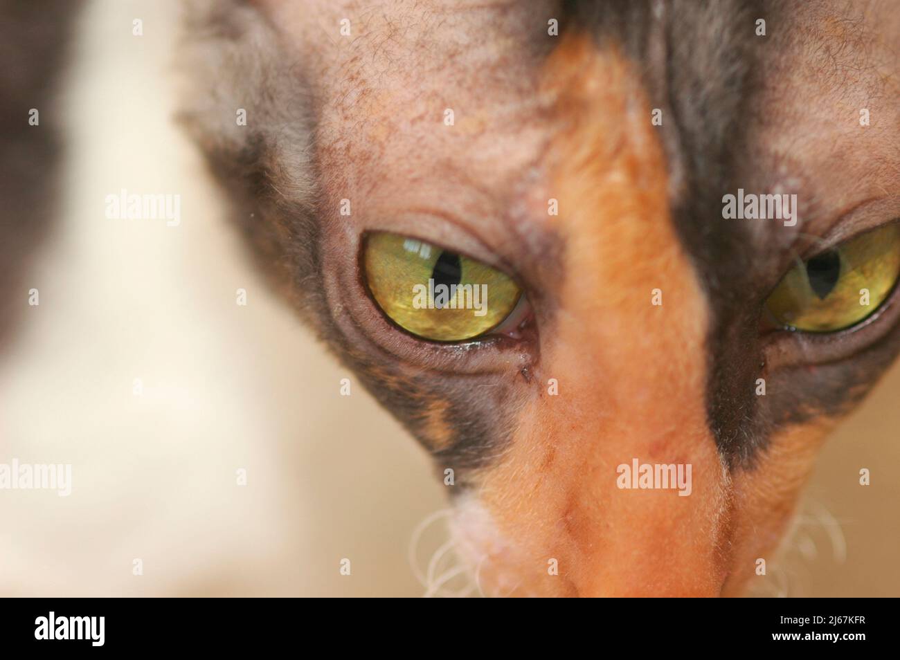 Il closeup femminile Cornish Rex mostra il gatto in calico nero e bianco e marrone Foto Stock