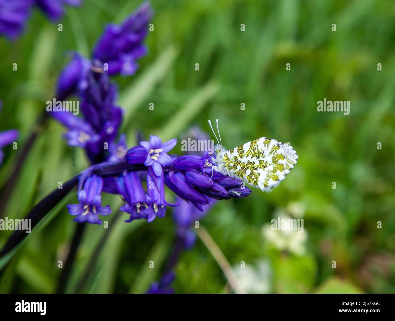 Punta arancione femminile Anthocaris cardamines farfalla crogiolando al sole su bluebells al sole nella primavera inglese Foto Stock