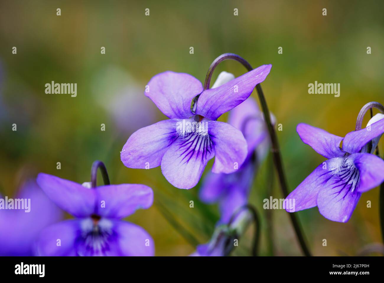 La viola selvaggia (cane-violetta comune, Viola riviniana), un'erbaccia comune che cresce in un prato fiorito in primavera in un giardino nel Surrey, Inghilterra sud-orientale Foto Stock
