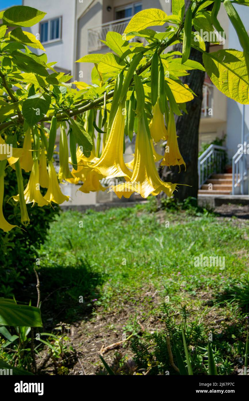 Brugmansia Aurea o fiori di trombe d’angelo. Sono endemiche per l'Ecuador. Dal marzo 2014, sono stati elencati come [ nel selvaggio dal IUCN. Foto Stock
