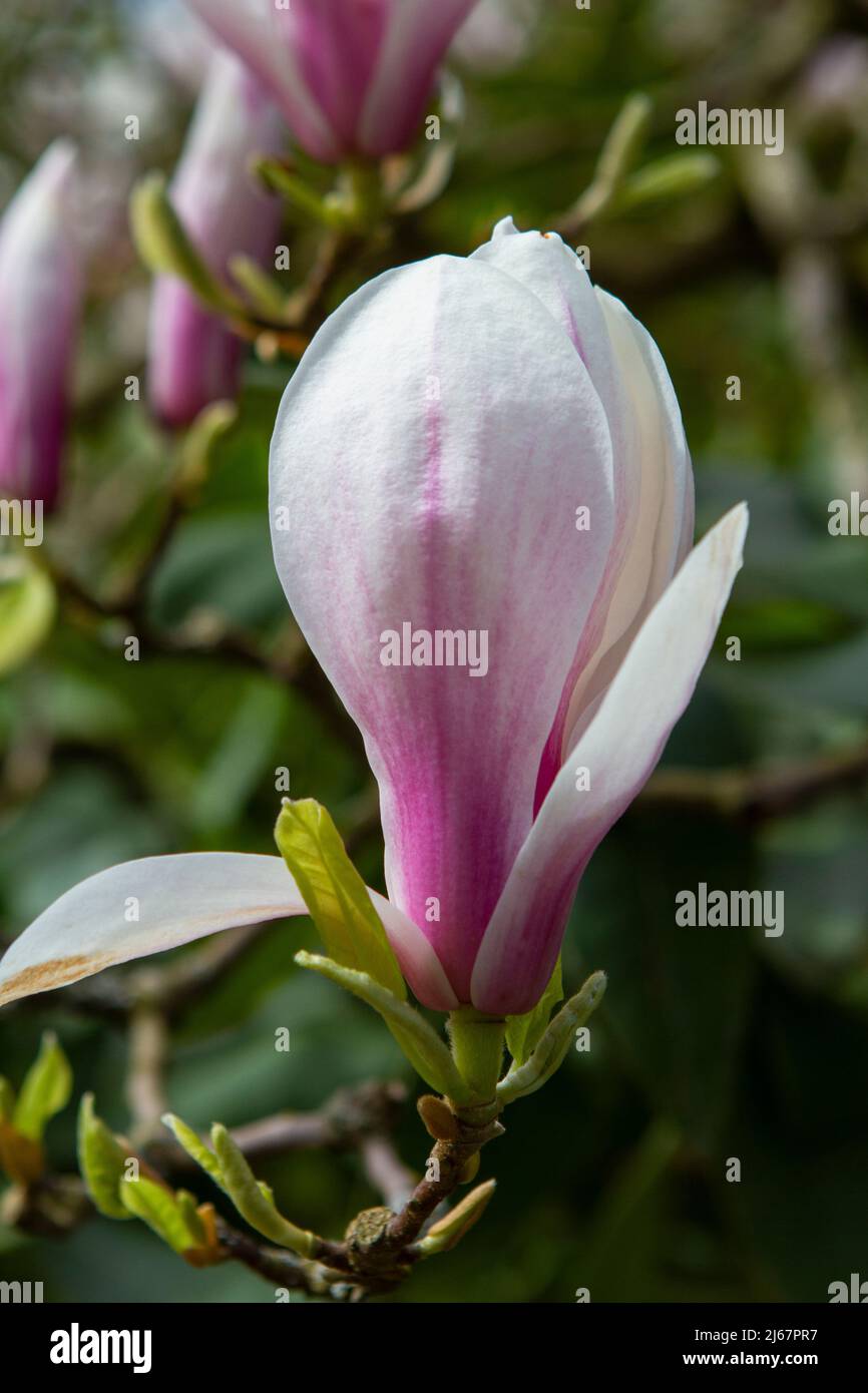 Primo piano immagine verticale di un bel fiore bianco e rosa dell'albero Saucer Magnolia. Foto Stock