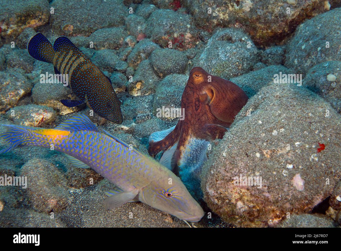 La coalizione di caccia di pesci caprini blu o di pesci caprini della Yellowsaddle, di Parufeneus cyclostomus, di cernia di pavone e di polpo di giorno, di Kona, Hawaii, Stati Uniti Foto Stock