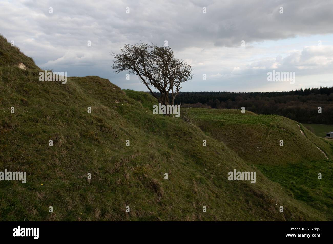 Lone Tree on Cley Hill, Wiltshire, Inghilterra, Regno Unito Foto Stock