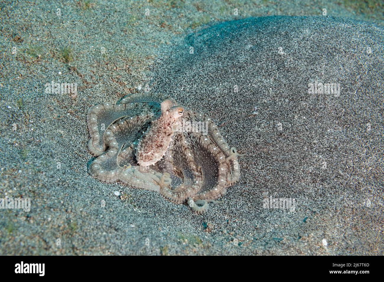 Hawaiano polpo di sabbia a lungo armato, Thaumoctopus, Abdopus, o Macrotritopus sp., (probabilmente una specie non descritta, probabilmente endemica ), Kona, Hawaii, USA Foto Stock
