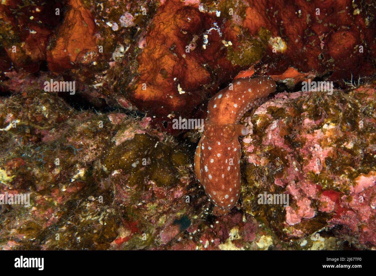 Polpo hawaiano endemico o polpo notturno, Octopus hawiiensis o Octopus hawaiiensis, in bianco macchia motivo colore, Pebble Beach, Kona, Hawaii, USA Foto Stock