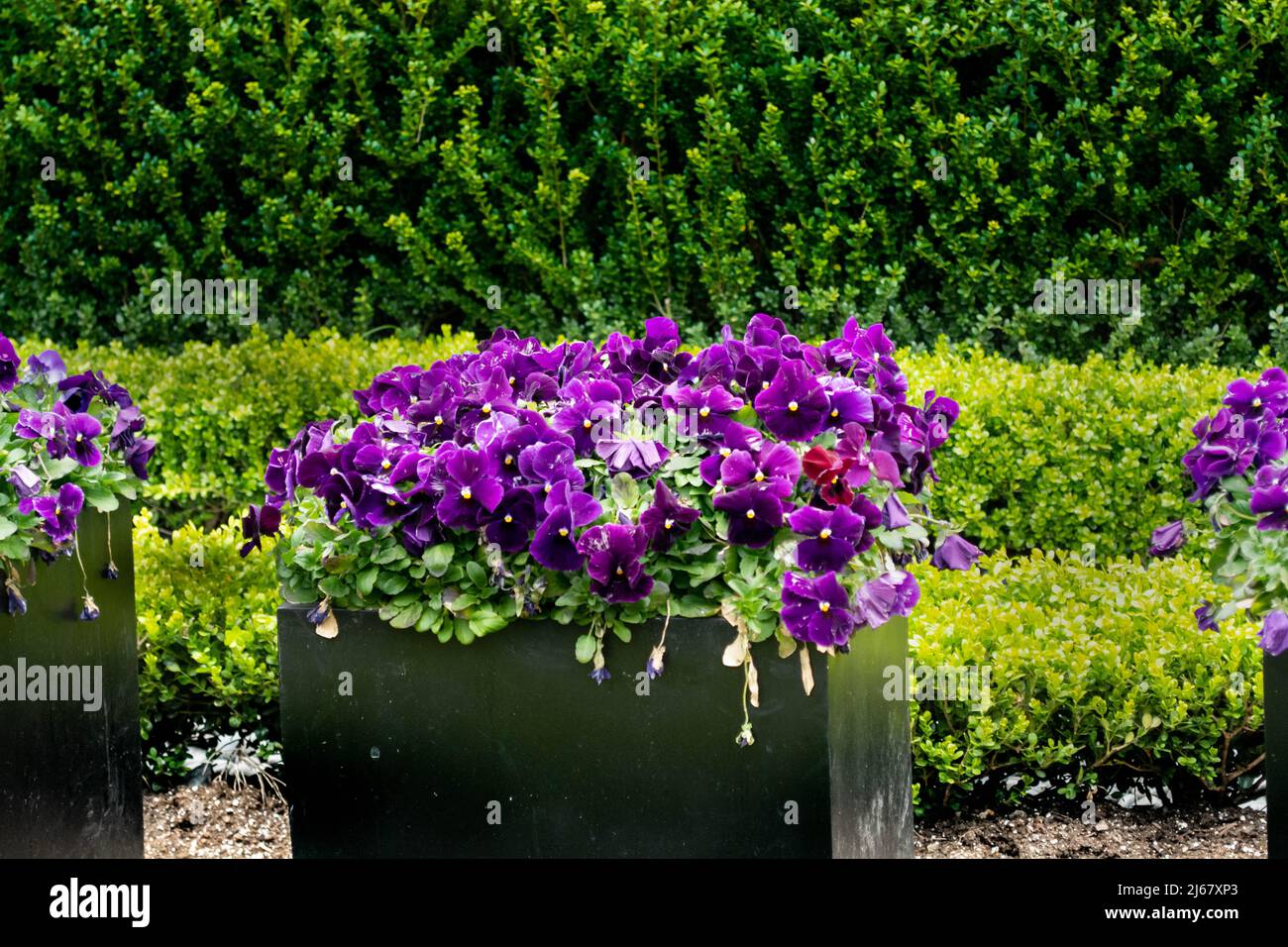 Violette corna fiorite, viola cornuta, in primavera Foto Stock