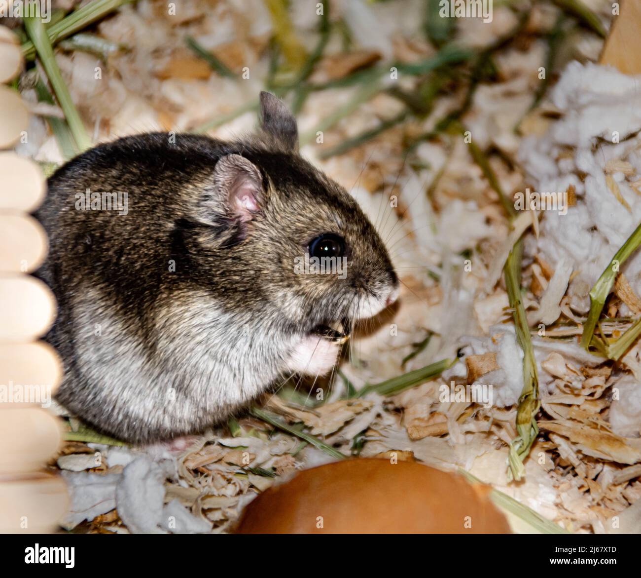 Criceto Djungarian Dwarf mangiare semi di girasole Foto Stock