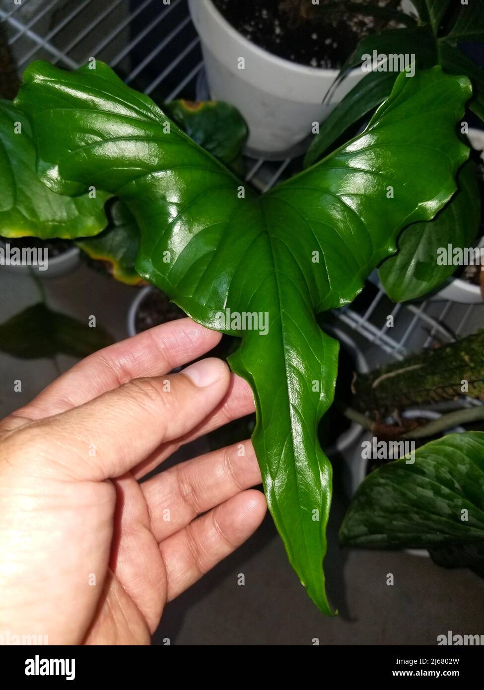 Primo piano della bella forma e foglia verde di Anterhurium Lentii Foto Stock