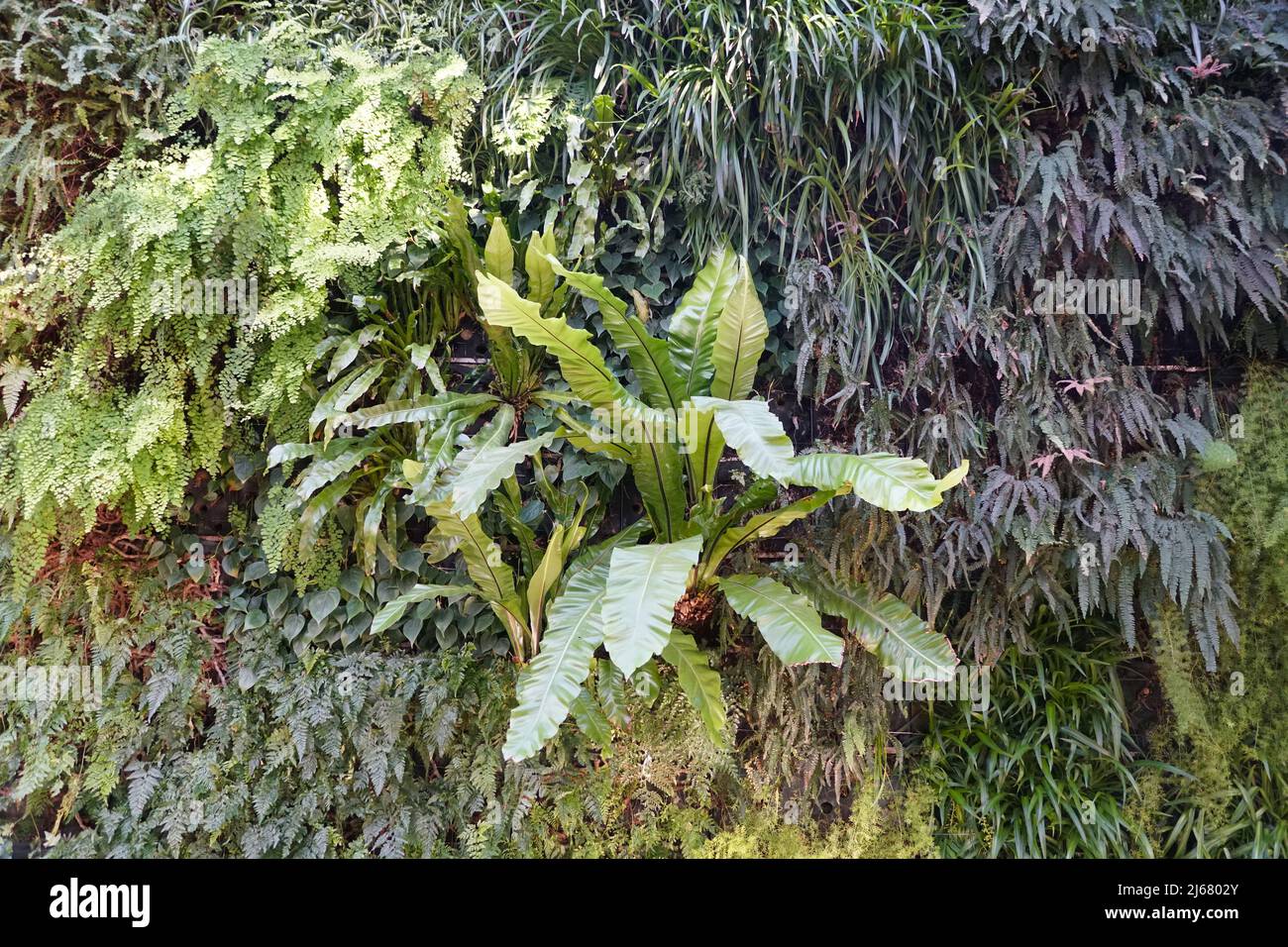 Una varietà di piccole e grandi piante verdi di felce che crescono sul muro Foto Stock