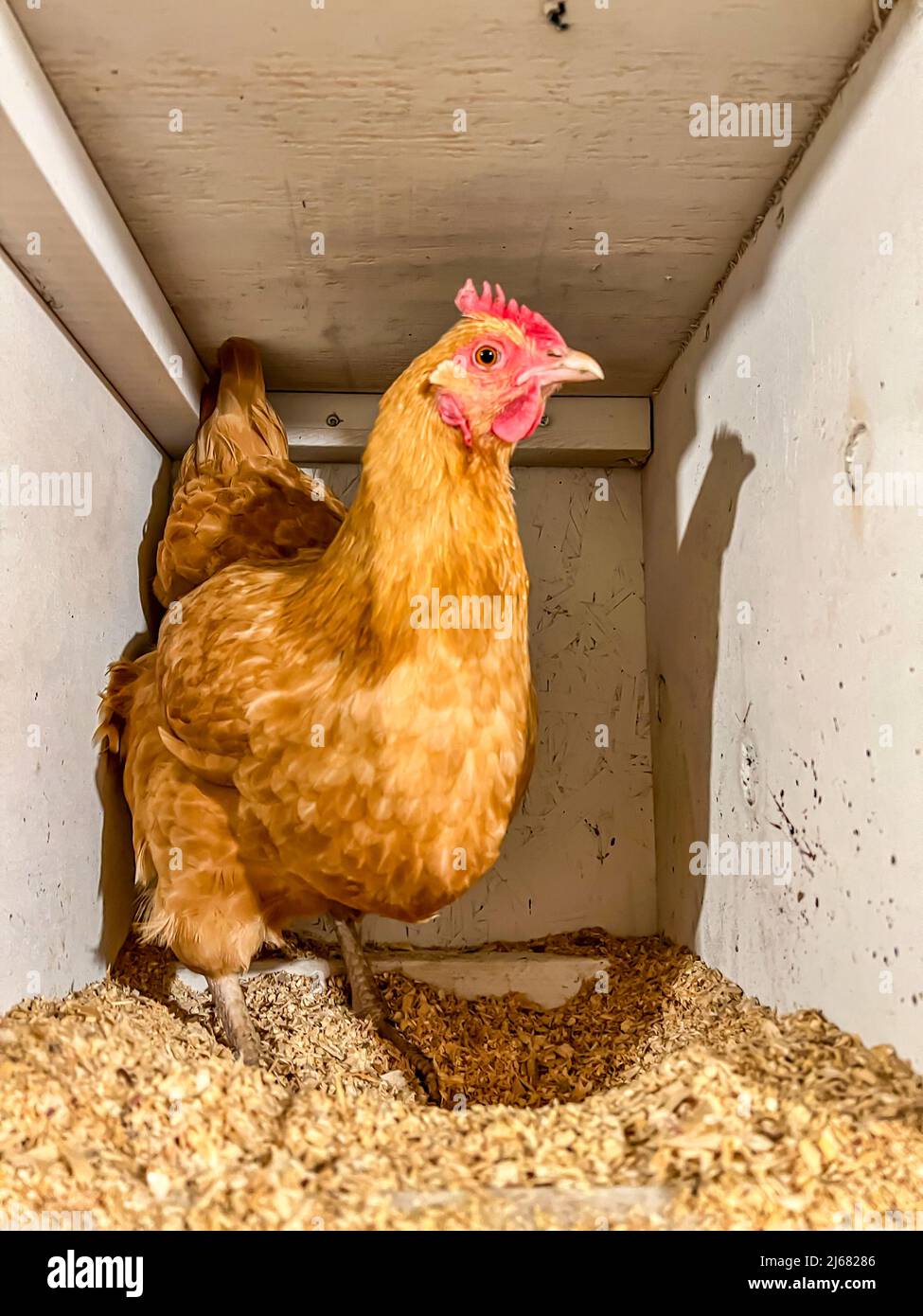 Stendere il pollo in una gabbia libera per stendere le uova. Foto Stock