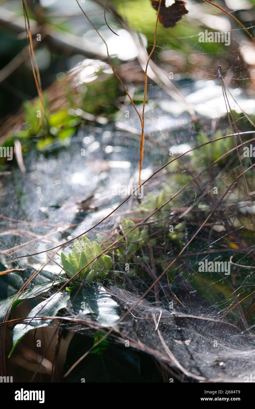 Spiderweb-coperto e illuminato dal sole mattina fiorisce di tè in una piantagione highland vicino Chiang mai, Thailandia Foto Stock