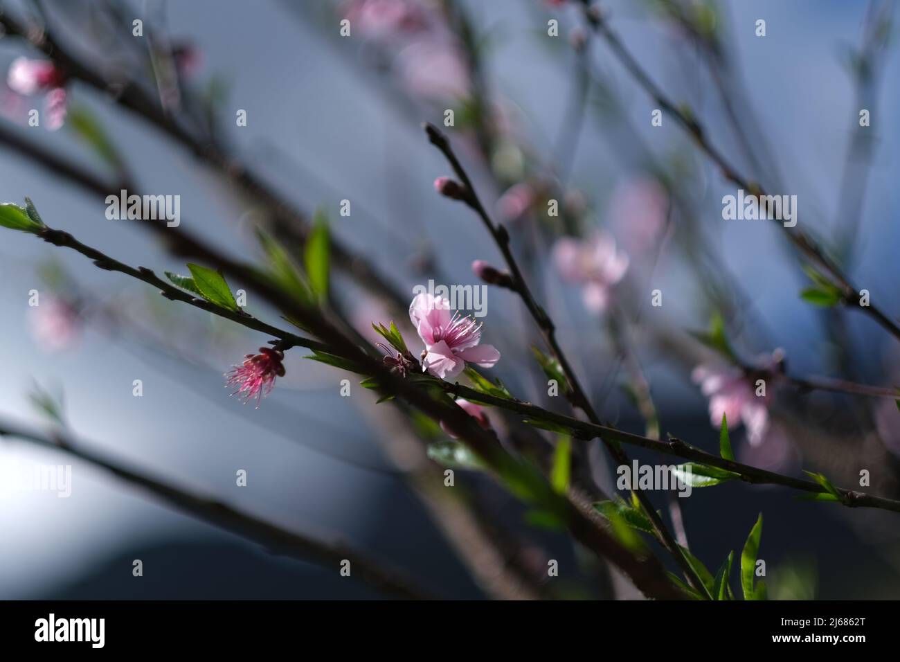 Sakura, o fiore di ciliegio, in piena fioritura contro un lontano cielo blu Foto Stock