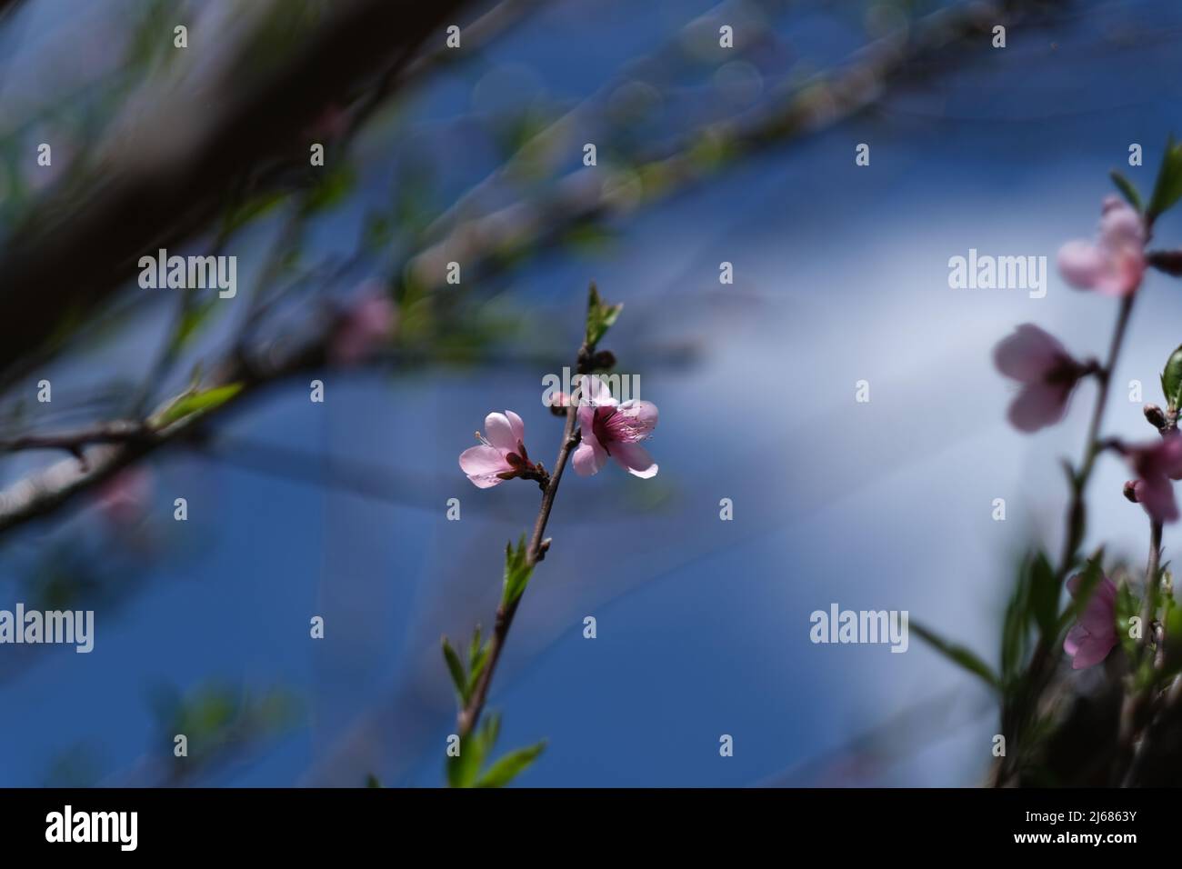 Sakura, o fiore di ciliegio, in piena fioritura contro un lontano cielo blu Foto Stock