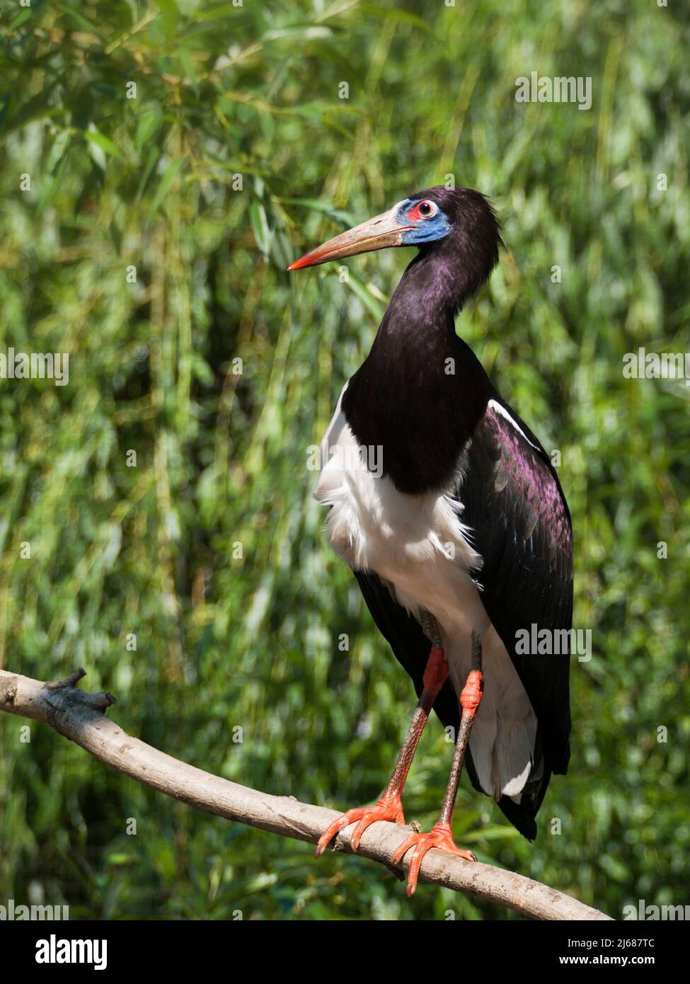 Tempesta di abdimi - Ciconia abdimi Foto Stock