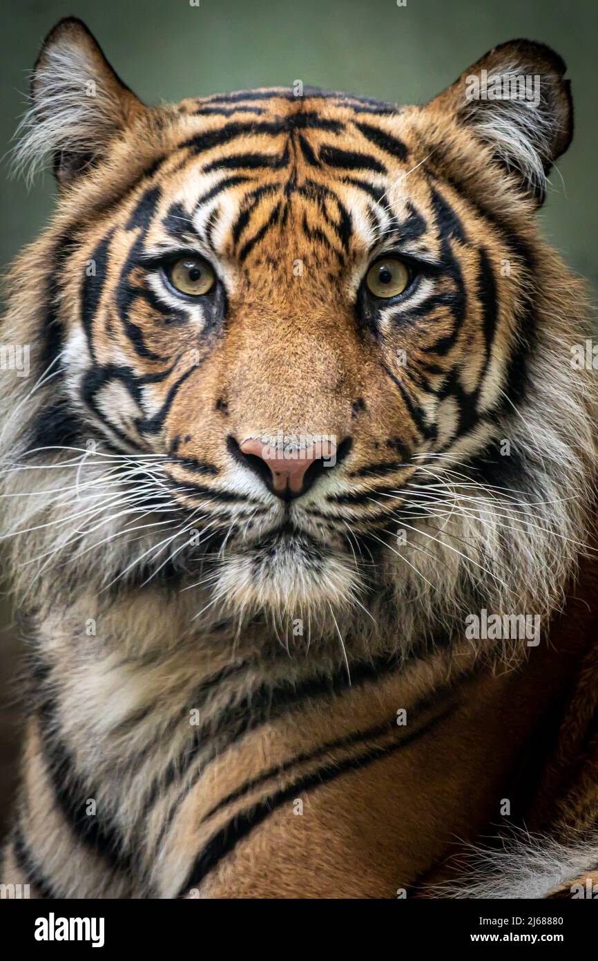 primo piano ritratto di una tigre selvaggia guardando avanti con occhi aperti Foto Stock