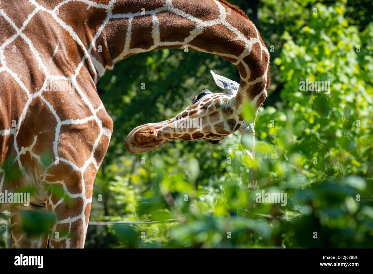 una giraffa in piedi nella foresta con il collo curvato sopra Foto Stock