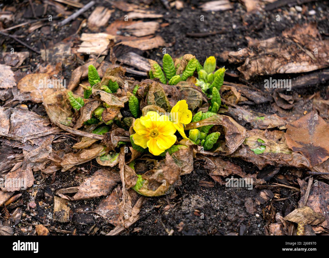 Fiori gialli primrose emergono dopo l'inverno Foto Stock